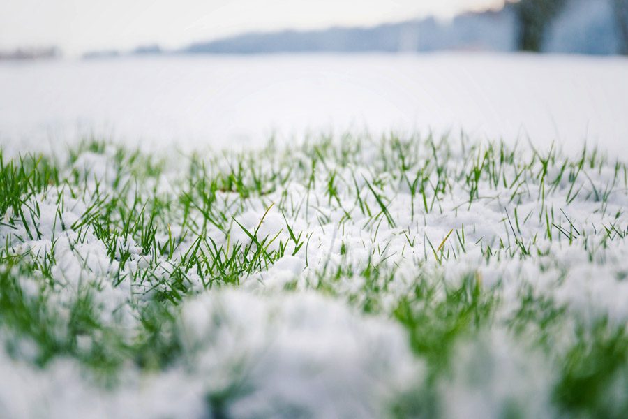 winter-lawn-GettyImages-903316732